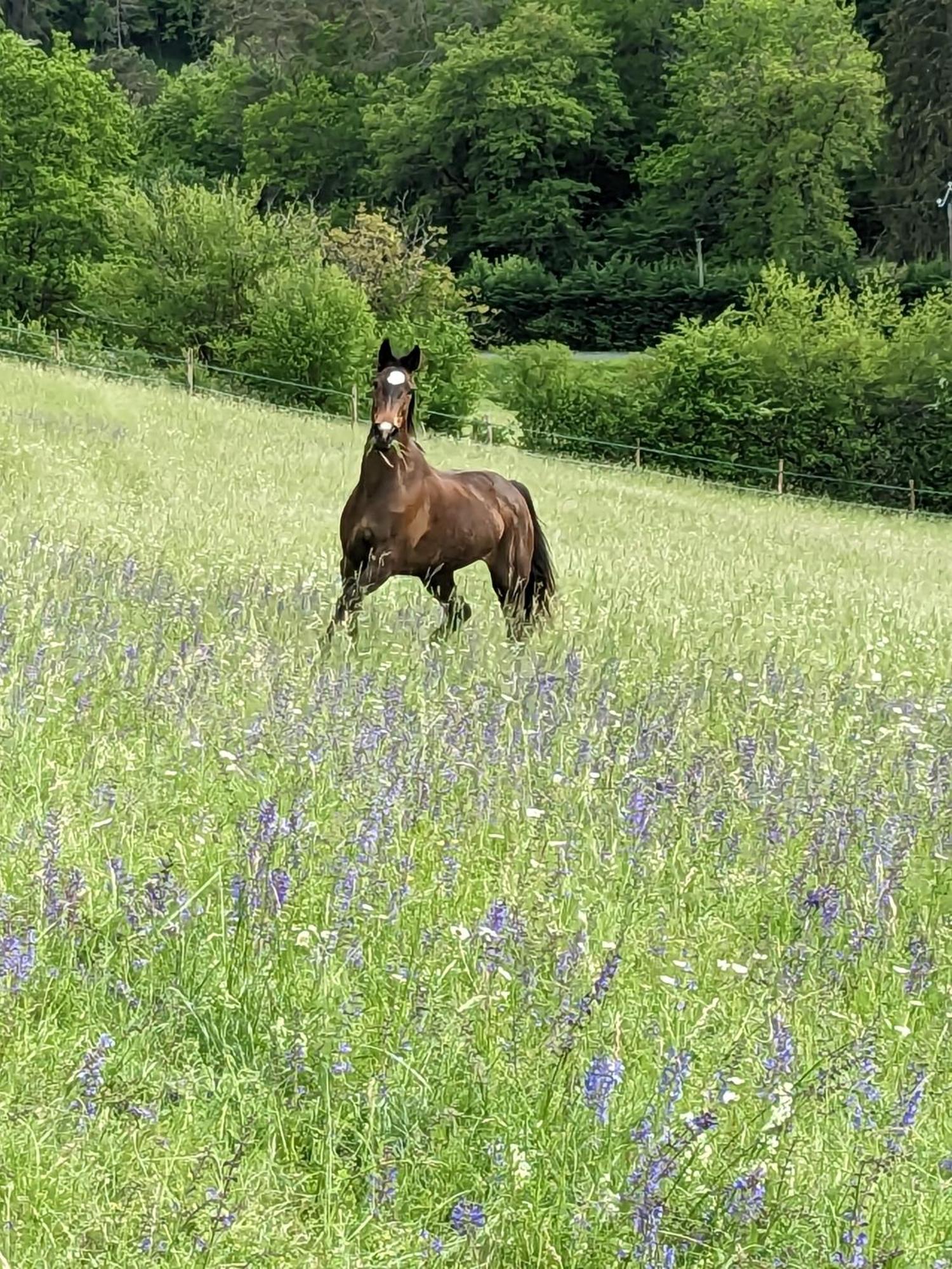 La Grange Symphorine, Chambre D'Hotes De Charme Situee Entre La Vallee De La Dordogne Et La Vallee De La Vezere Meyrals Exteriér fotografie